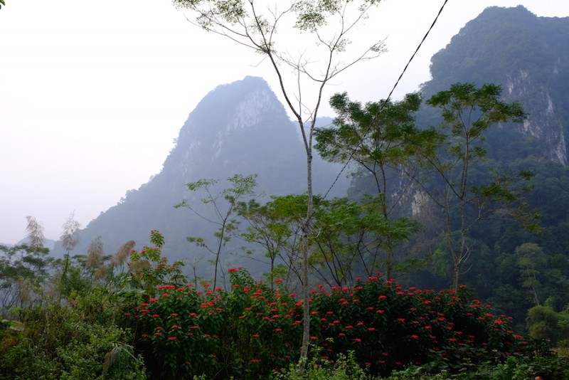 Lẫn trong làn sương mù bảng lảng, màu xanh huyền bí của núi rừng, hoa Trạng nguyên như bừng sáng, chói ngời hơn.