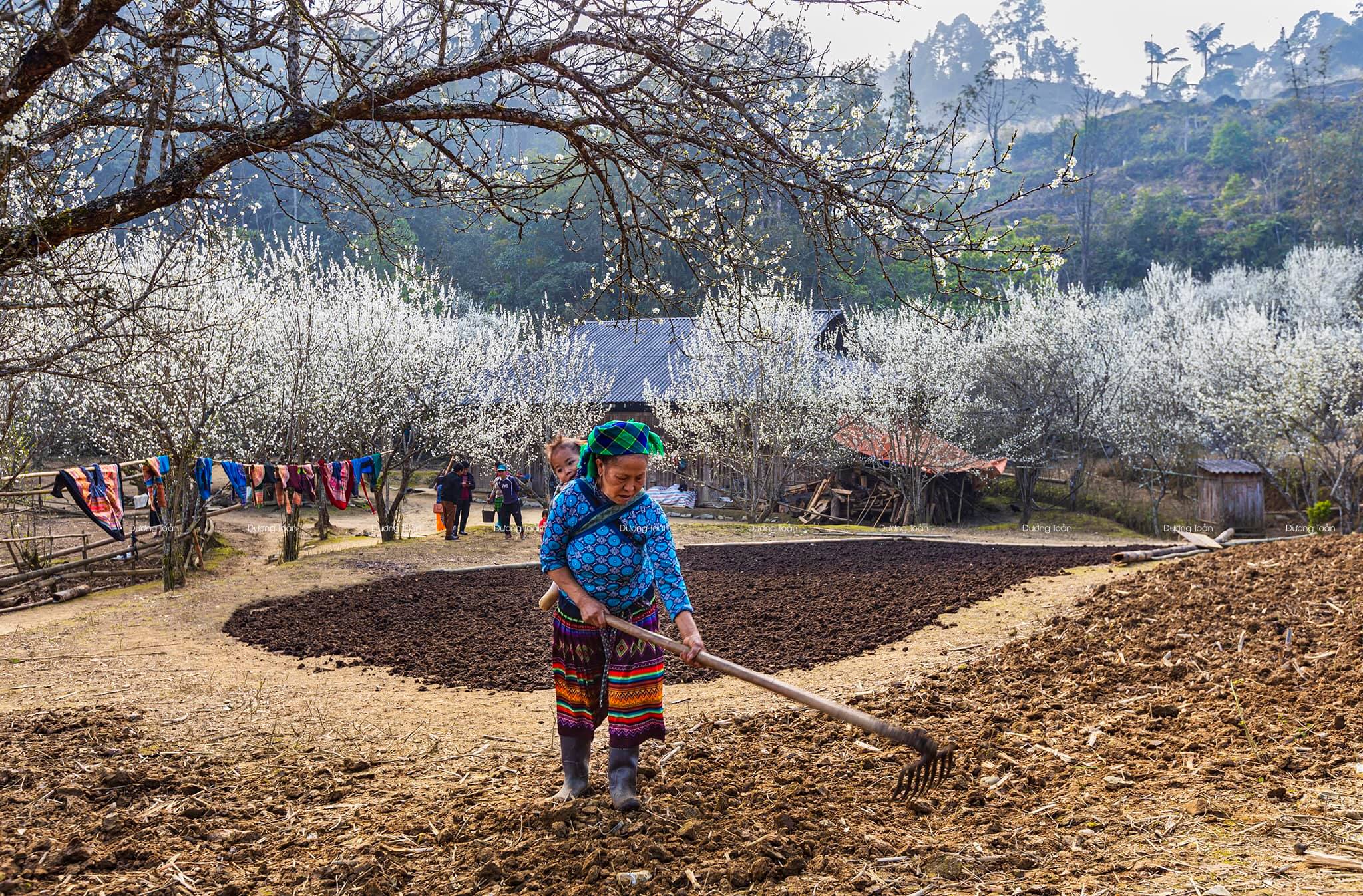 mua xuan lao cai