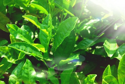 green tea leaves 150558