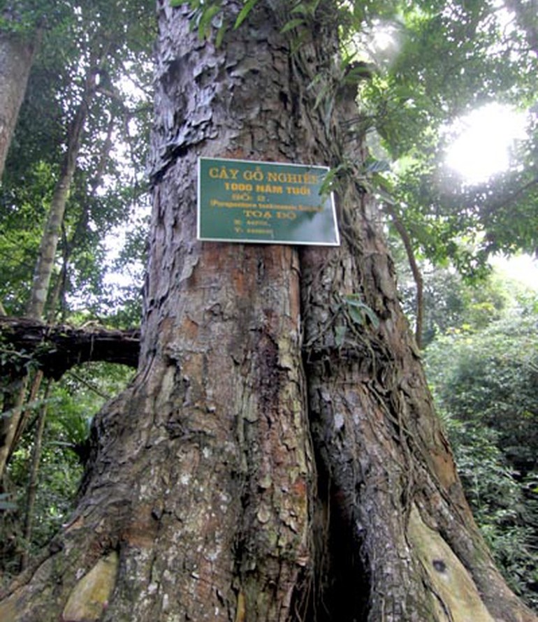 ve mien di san cao nguyen trang bac ha 11190 1