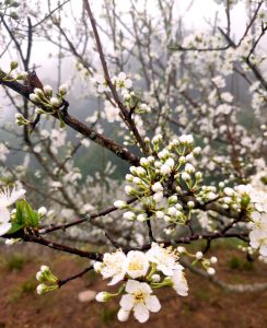 cherry hoang su phi no trang nui rung 13898