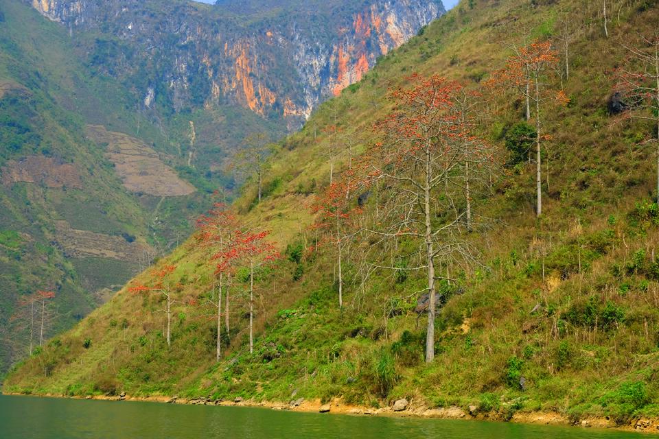 Dòng Nho Quế và núi rừng Hà Giang đang được tô điểm sắc đỏ rực rỡ của hoa gạo. 