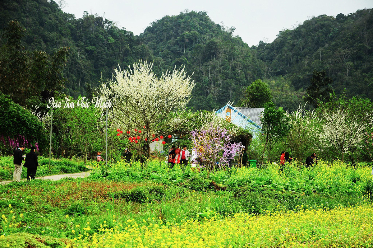 Hoa xuân tại Khu du lịch Thạch Sơn Thần (Quyết Tiến, Quản Bạ). ảnh: Minh Ty 
