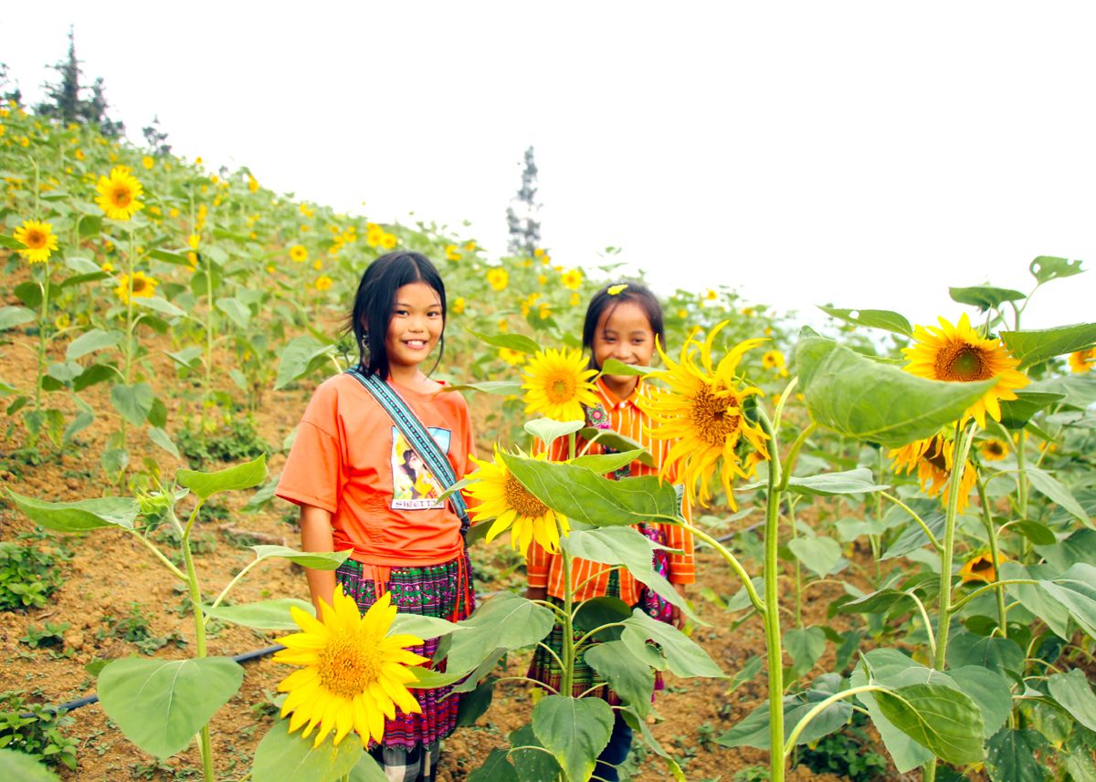 Những bông hoa Mặt trời rực rỡ trên thảo nguyên Suôi Thầu.