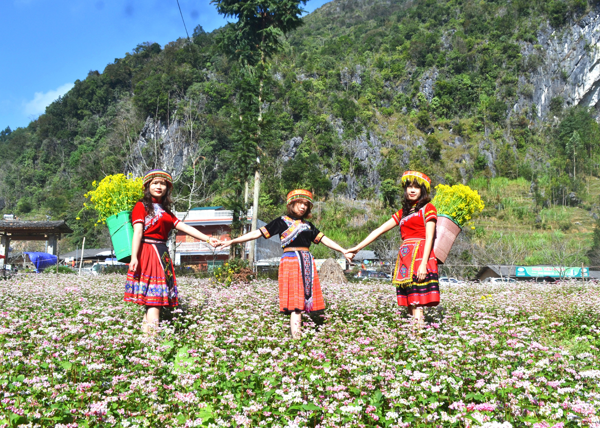Những cánh đồng hoa Tam giác mạch ở Đồng Văn có sức hấp dẫn đặc biệt đối với du khách.