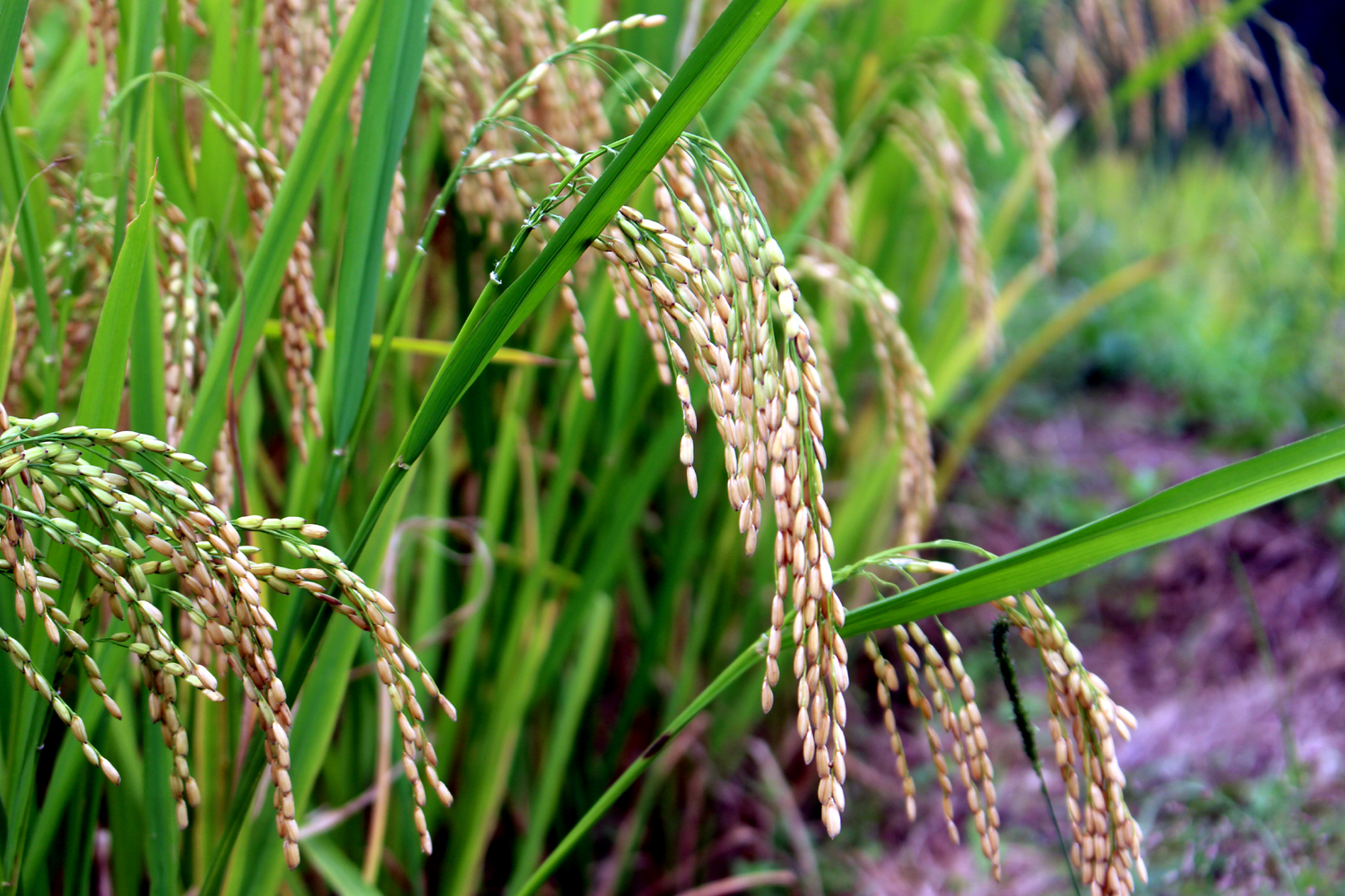 Người dân cần cù, chịu khó cộng với đất đai màu mỡ nên lúa năm nay đạt năng suất và chất lượng cao.
