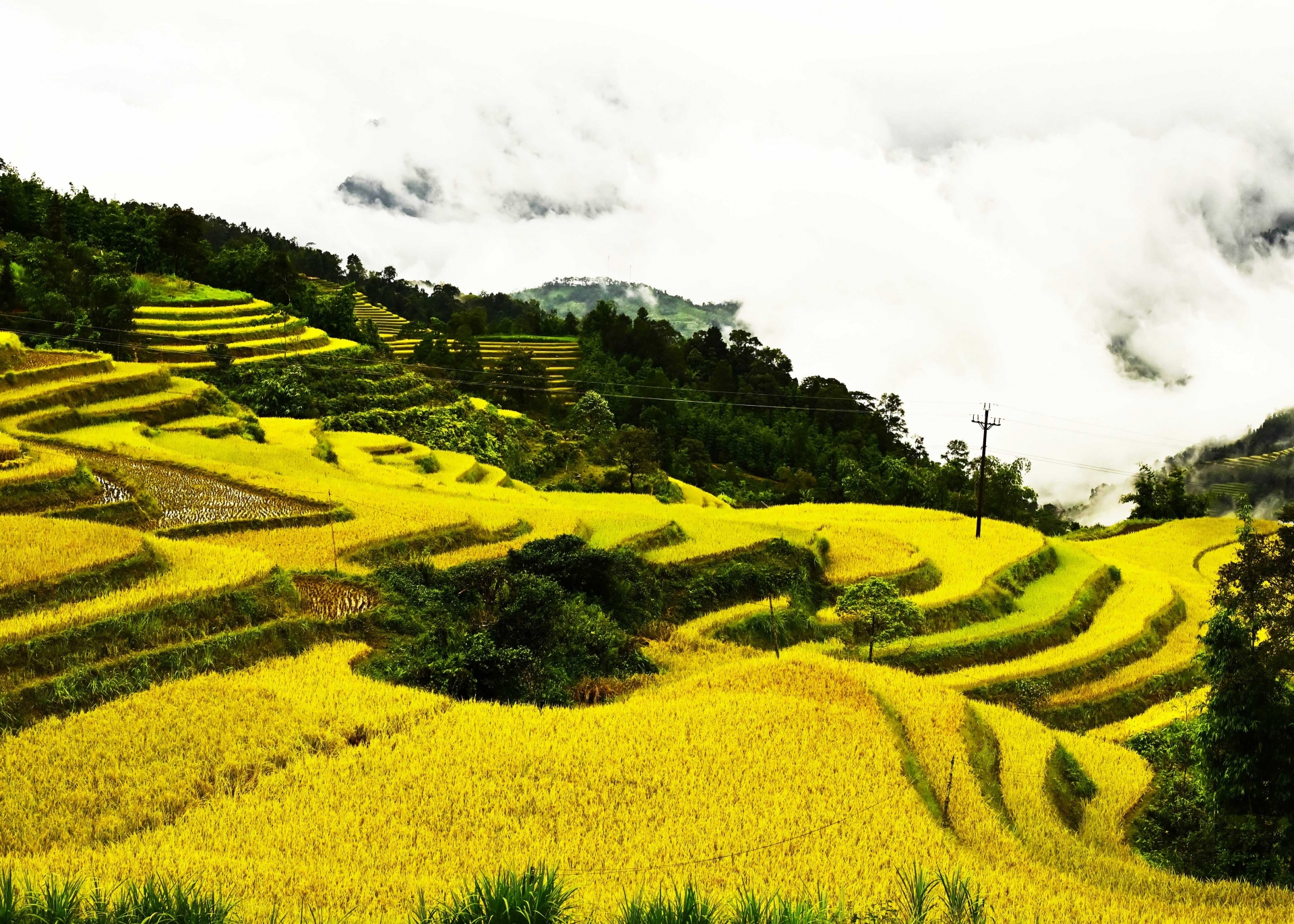 ruc vang nhung ruong bac thang mua lua chin 16962 3