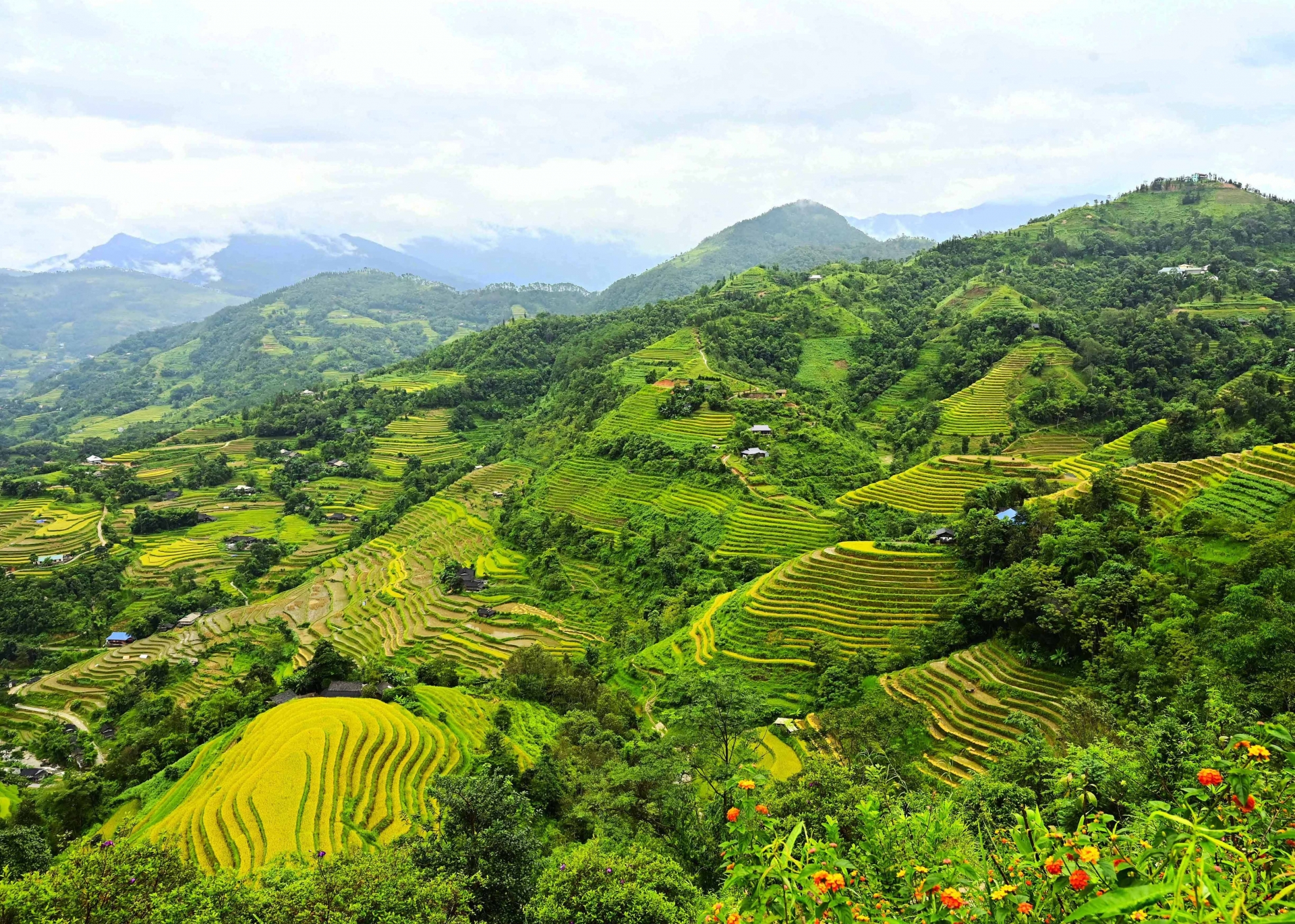 ruc vang nhung ruong bac thang mua lua chin 16962 6