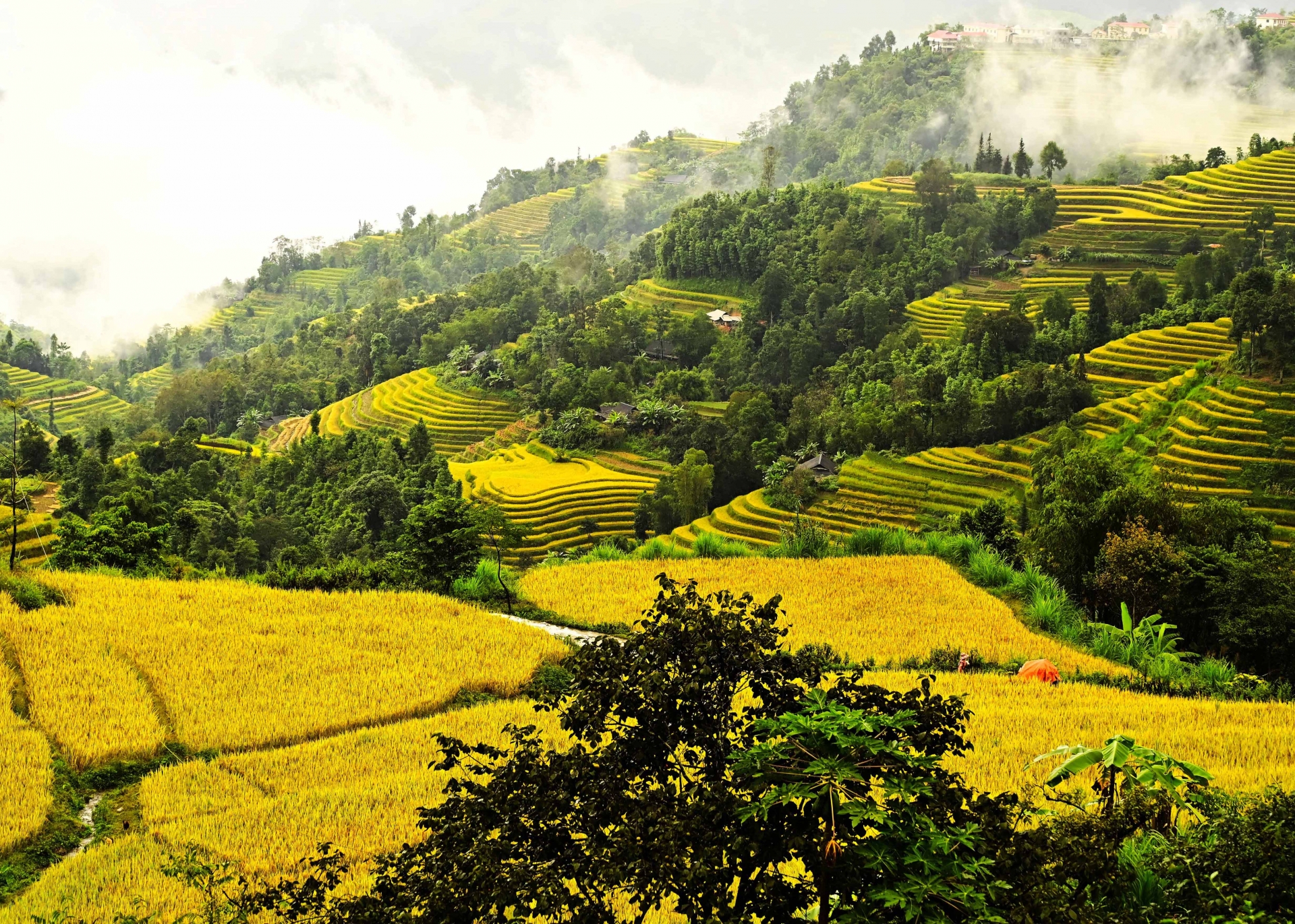 ruc vang nhung ruong bac thang mua lua chin 16962 7