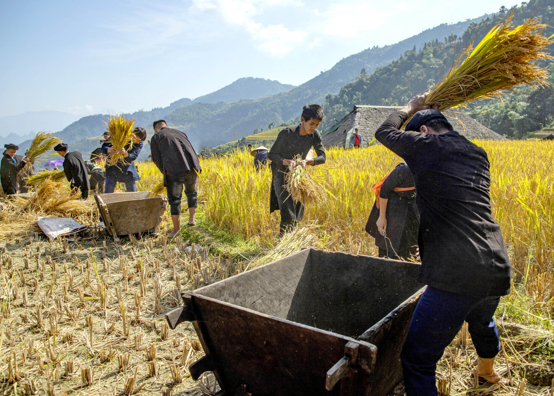 Những bông lúa trĩu hạt được những người đàn ông Dao thu hoạch theo phương thức thủ công truyền thống đã tạo nên điểm nhấn đầy hấp dẫn với du khách thập phương.