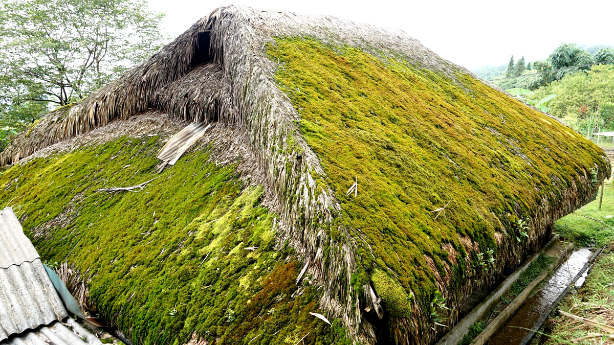 Thôn Xà Phìn là nơi sinh sống của đồng bào dân tộc Dao, nơi đây có khí hậu mát mẻ quanh năm, sương mù kết hợp độ ẩm cao đặc trưng tạo nên những lớp rêu xanh trên những mái nhà sàn lợp lá cọ