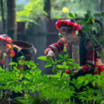 LK VUNG 3