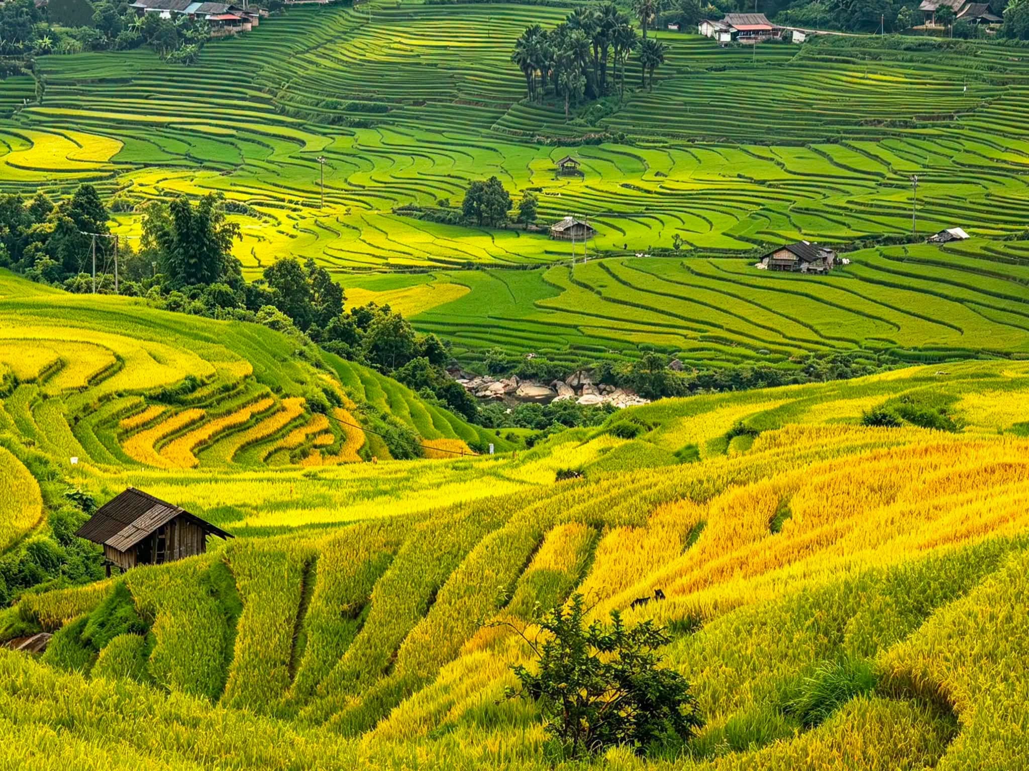 Ruộng bậc thang Sa Pa vào mùa đẹp nhất năm 2 753880989 1676221707841186 7601921504731882362 n