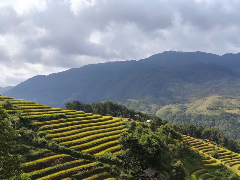 mua vang mu cang chai thuy