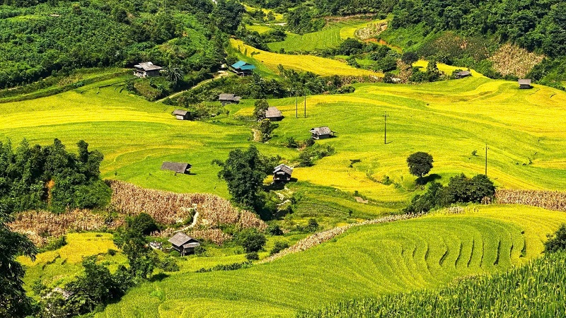 ruong bac thang sa pa